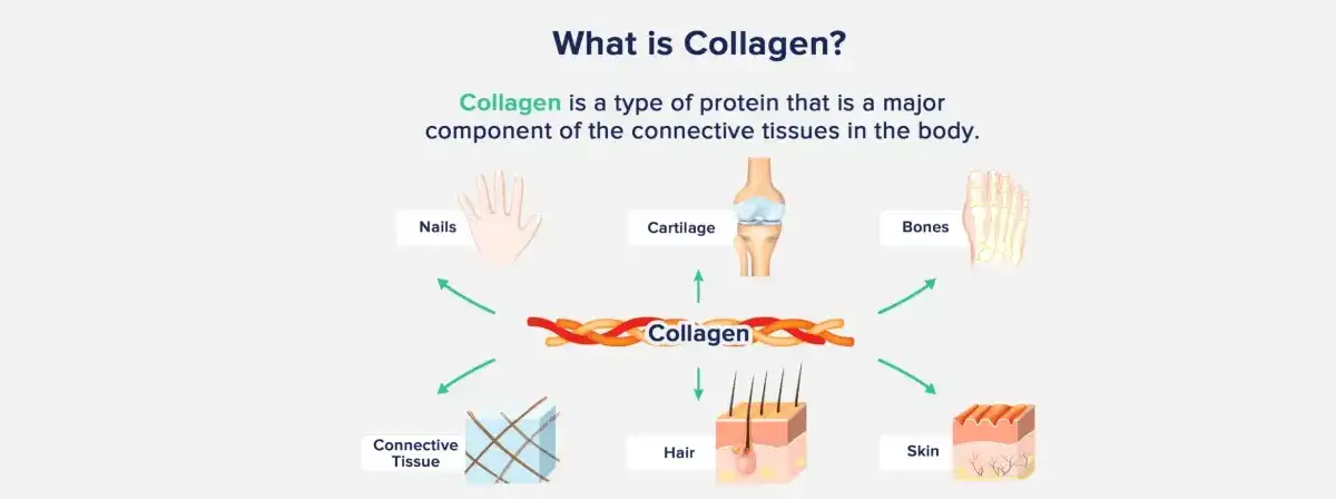 Bovine Bone Collagen .jpg